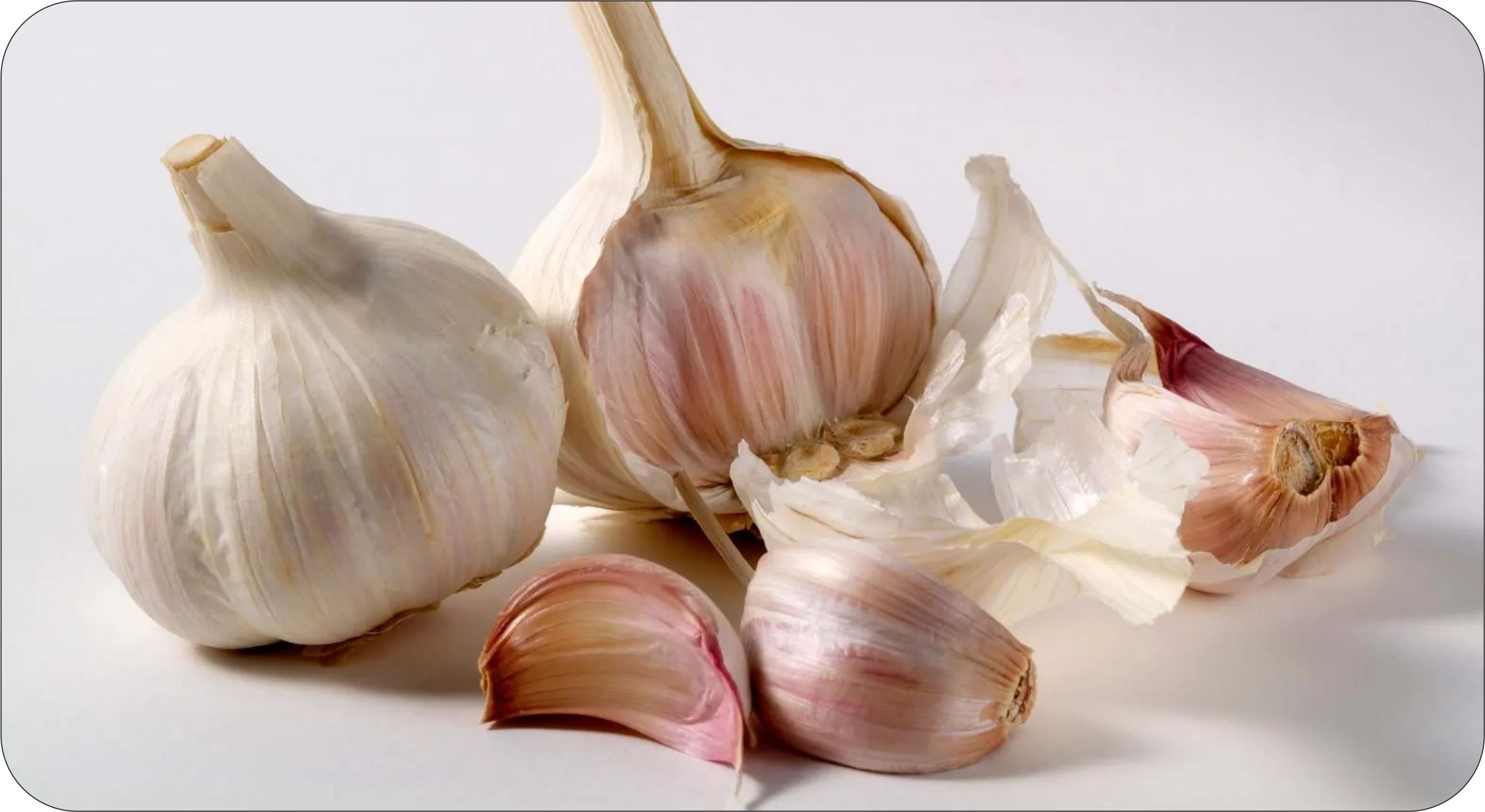 Garlic