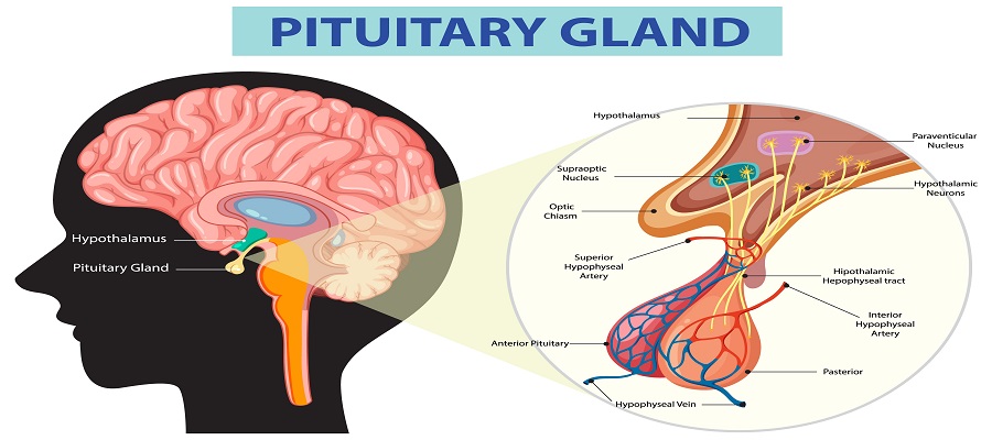 Pituitary Gland