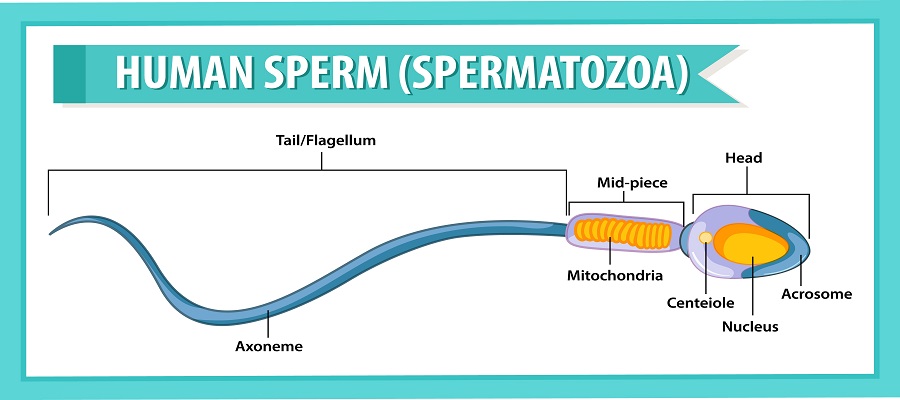 Spermatogenesis Across Life Stages: From Puberty to Aging